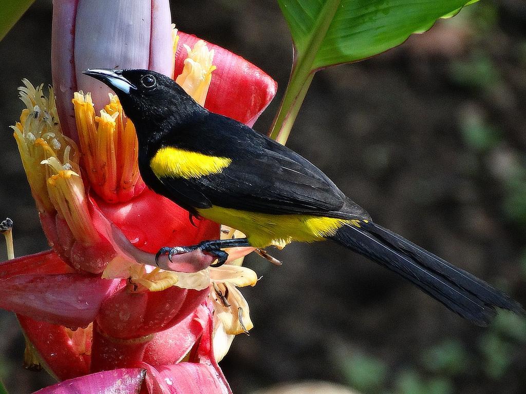 Caribbean Secret Villa Cahuita Buitenkant foto