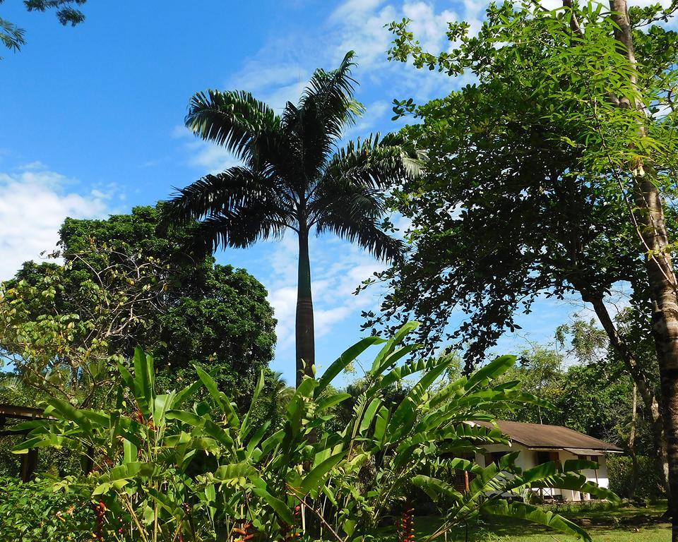 Green Corner Cahuita Buitenkant foto
