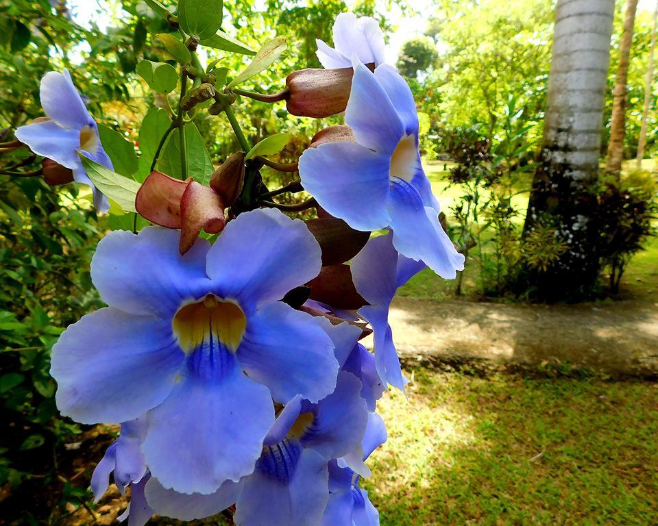 Caribbean Secret Villa Cahuita Buitenkant foto